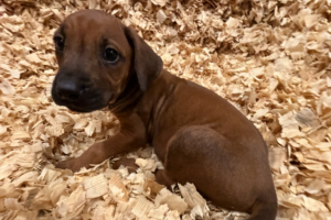 rhodesian ridgeback puppies yellow for sale