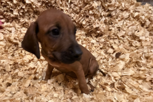 rhodesian ridgeback puppies yellow for sale