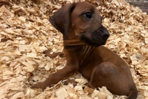 rhodesian ridgeback puppies yellow for sale