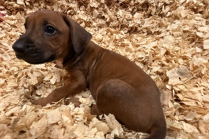 rhodesian ridgeback puppies yellow for sale