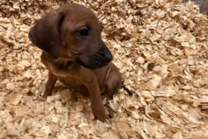 rhodesian ridgeback puppies yellow for sale