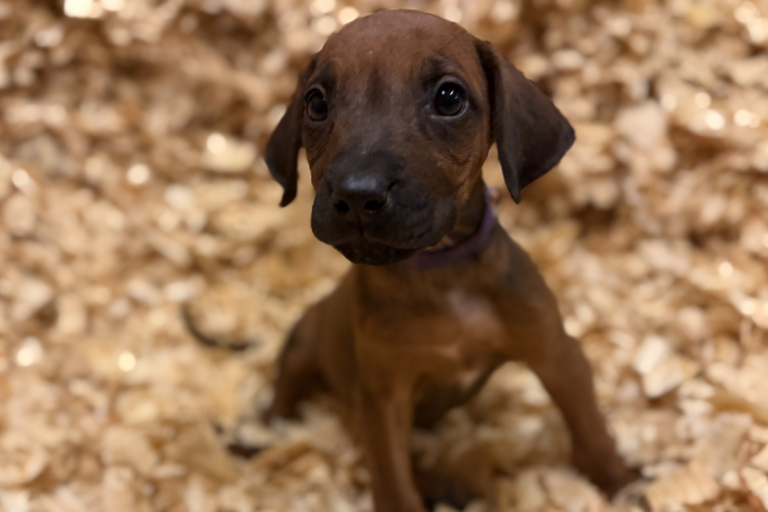 Female Rhodesian Ridgeback Puppy