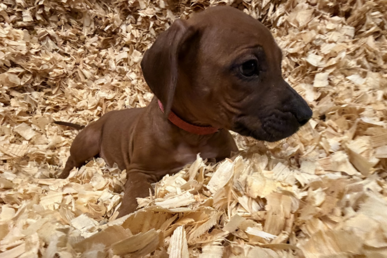 Rhodesian Ridgeback Puppy near me for sale