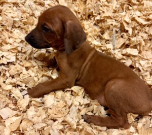 rhodesian ridgeback puppies red