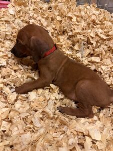 rhodesian ridgeback puppies red