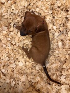 rhodesian ridgeback puppies red