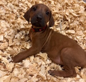rhodesian ridgeback puppies red