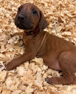 rhodesian ridgeback puppies red