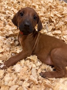 rhodesian ridgeback puppies red