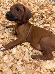 rhodesian ridgeback puppies red