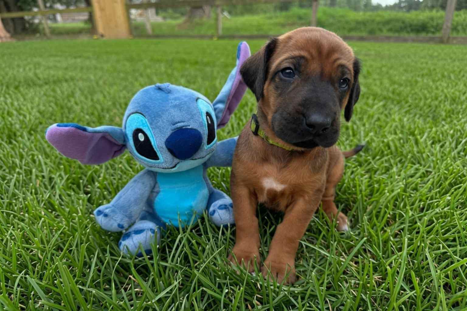 rhodesian ridgeback rescue in texas