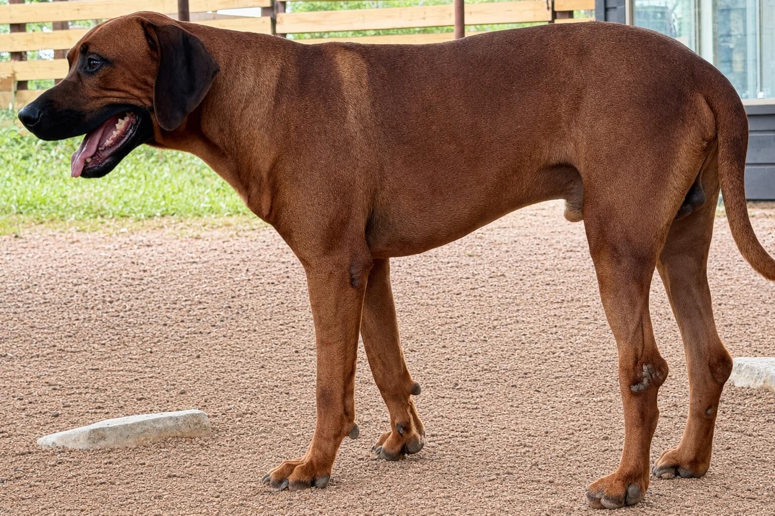 Rhodesian Ridgeback Sampson Austin TX