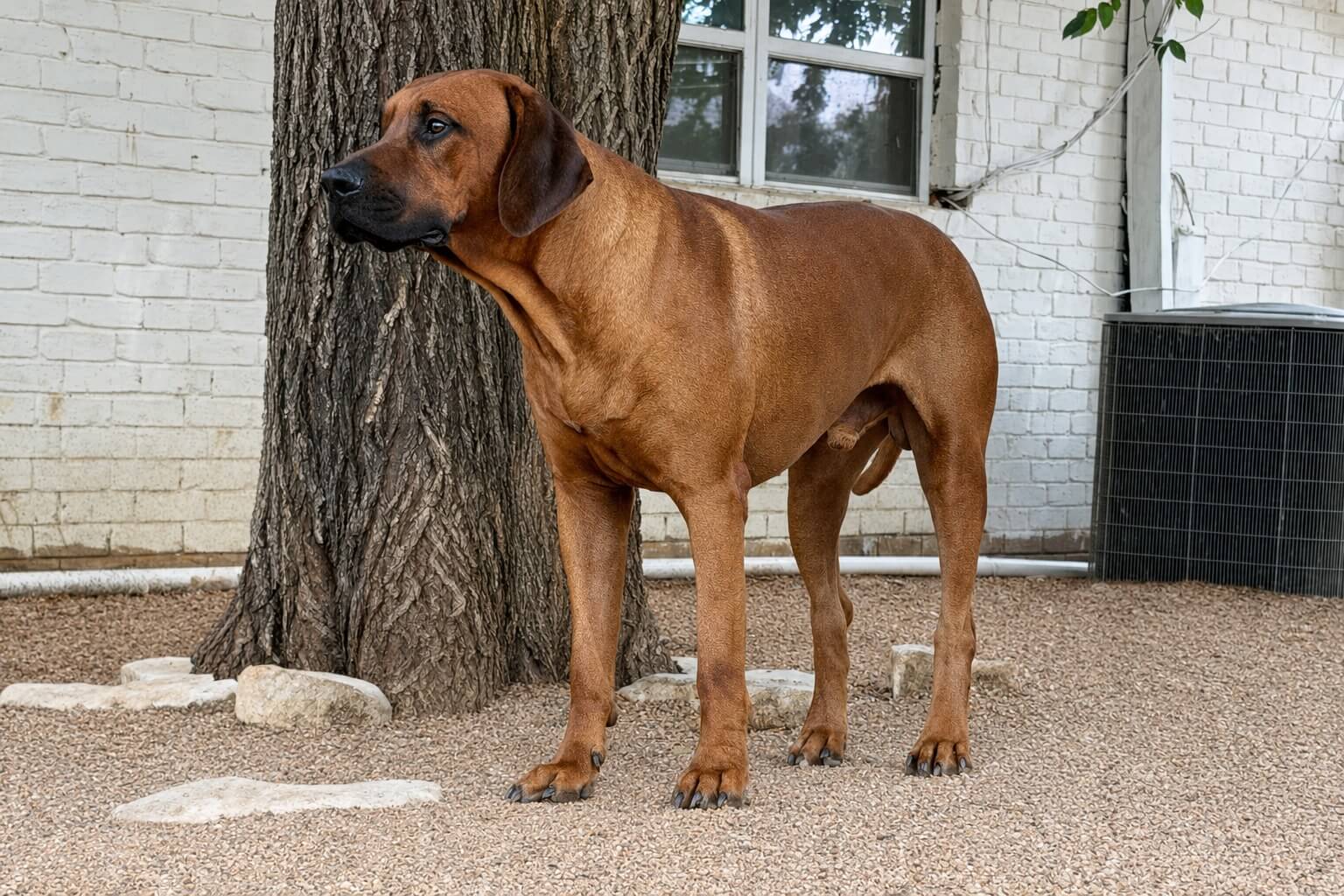 Rhodesian Ridgeback Sampson
