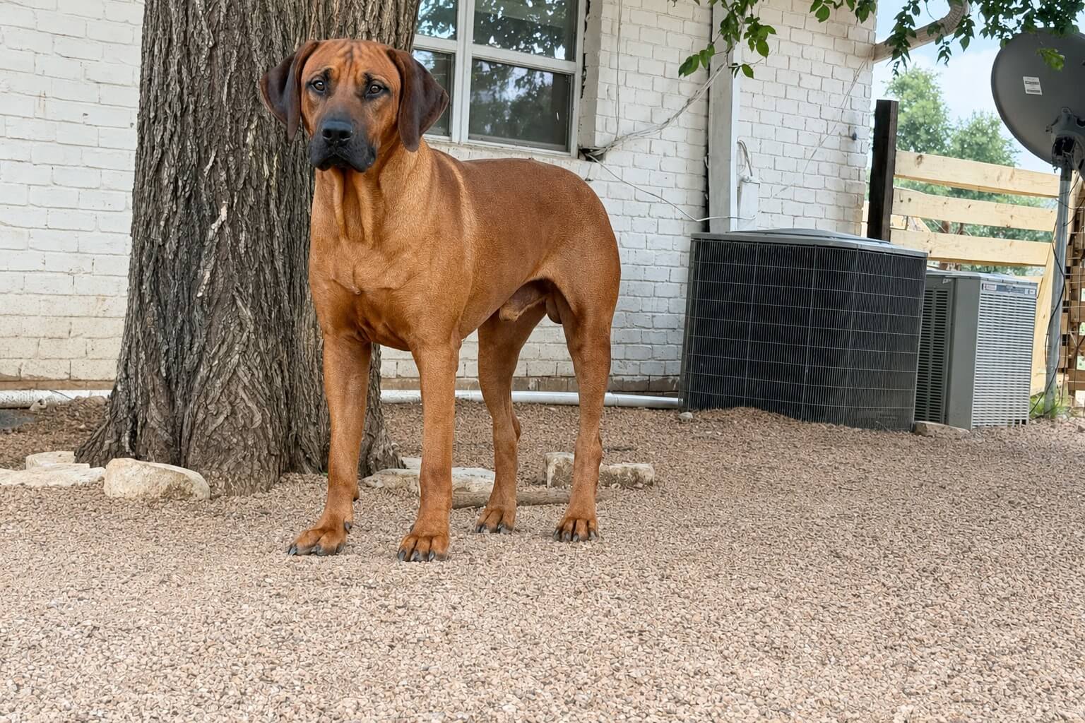 Rhodesian Ridgeback Sire