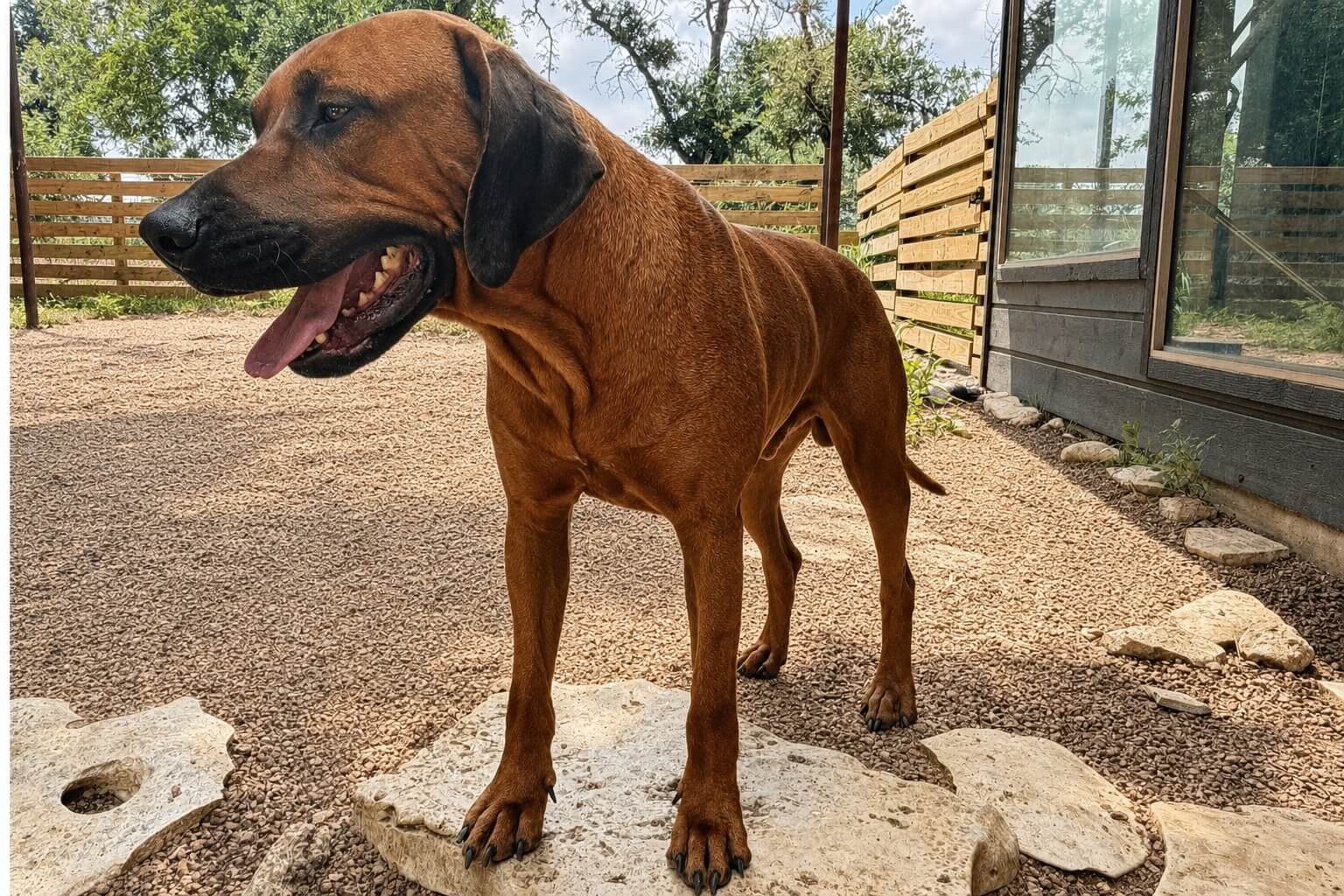Rhodesian Ridgeback Stud Sampson Austin