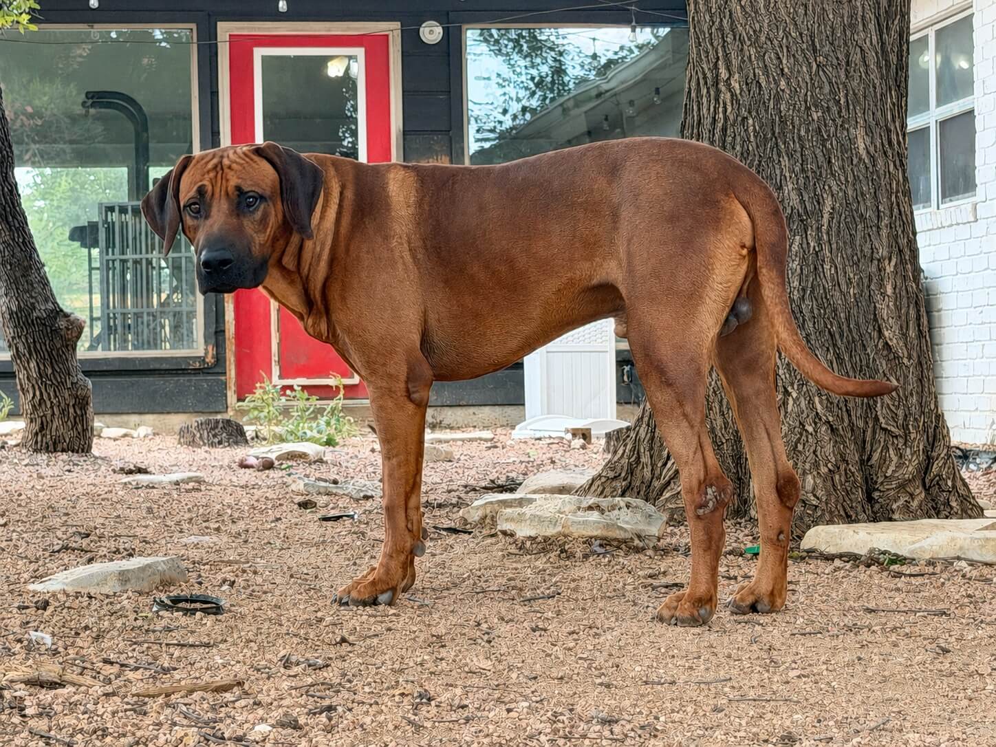 Sampson Rhodesian Ridgeback Austin