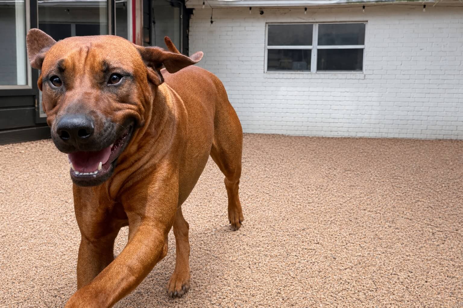 Sampson Male Rhodesian Ridgeback