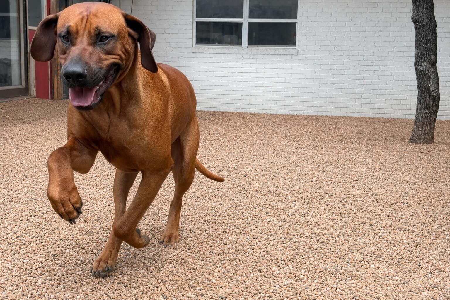 Sampson The Rhodesian Ridgeback