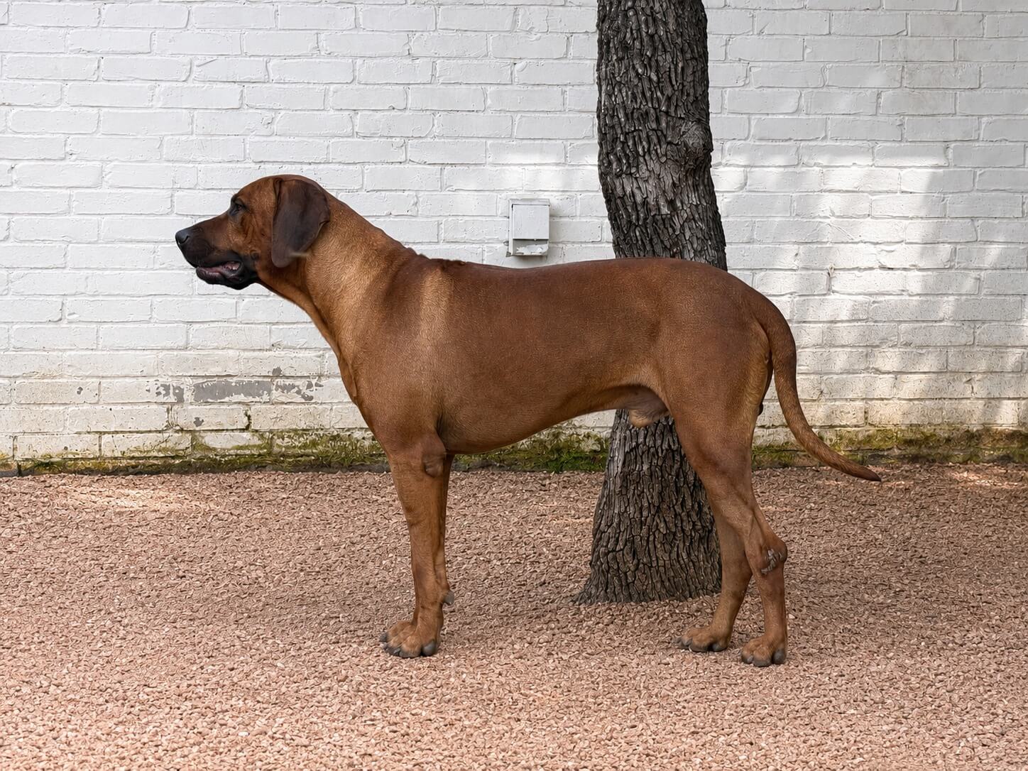 Male Rhodesian Ridgeback