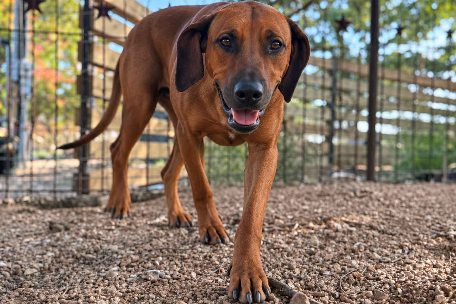 adult female rhodesian ridgeback Adult Female Rhodesian Ridgeback