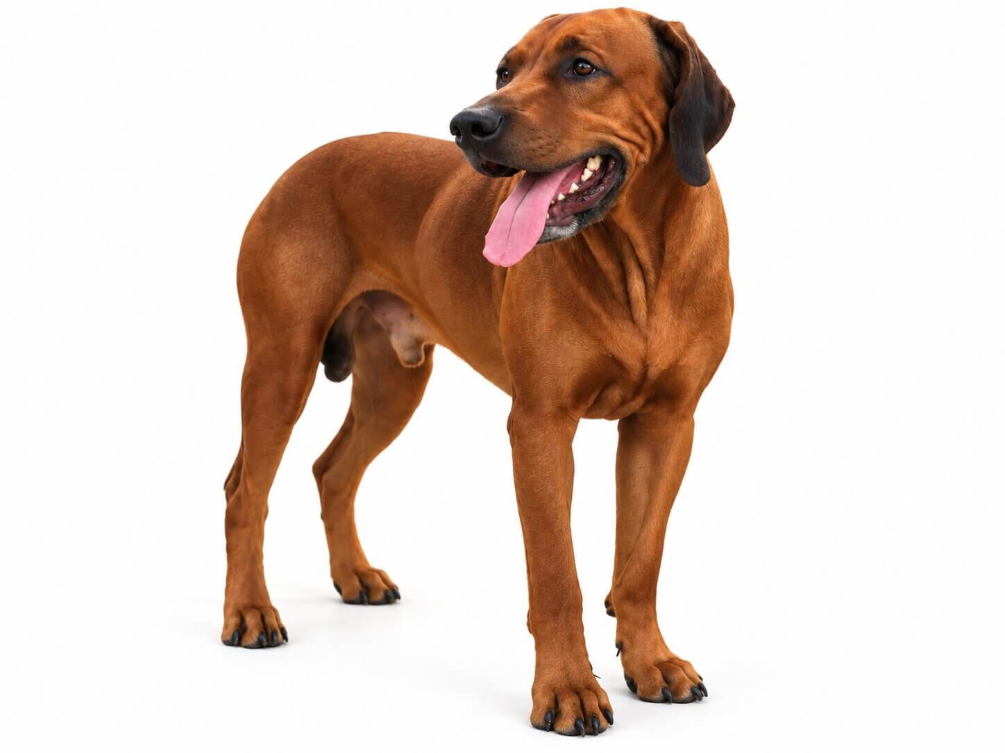 akc-male-rhodesian-ridgeback-texas Akc Male Rhodesian Ridgeback Texas