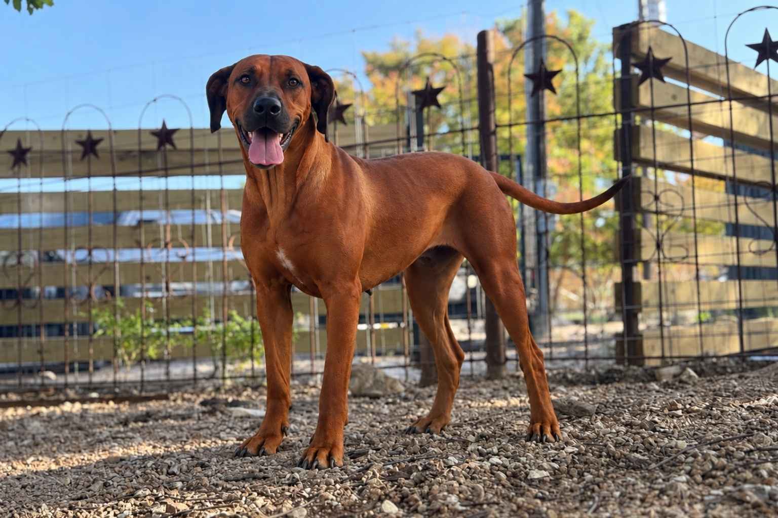 akc rhodesian ridgeback texas Akc Rhodesian Ridgeback Texas