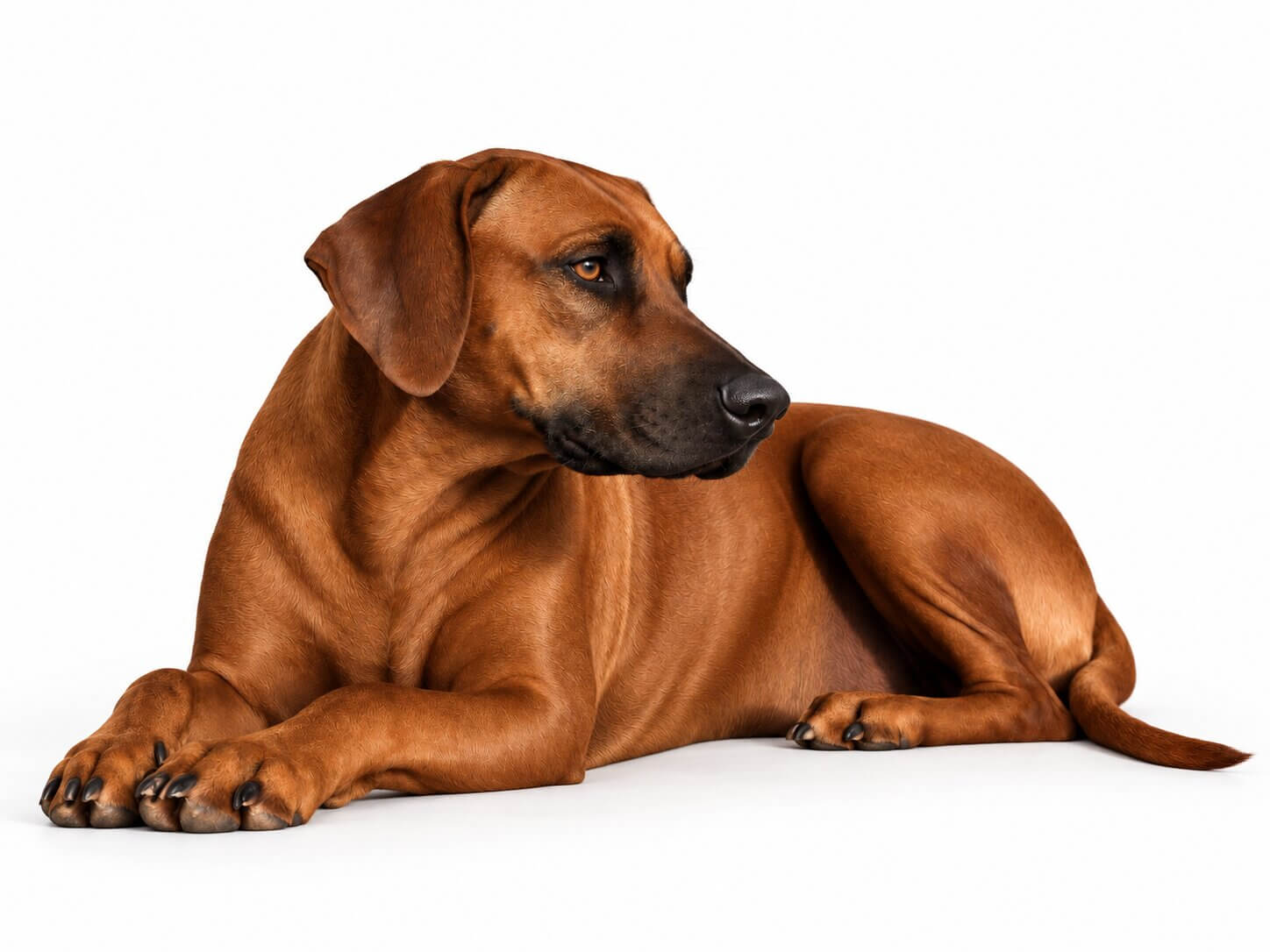Austin Rhodesian Ridgeback Dam