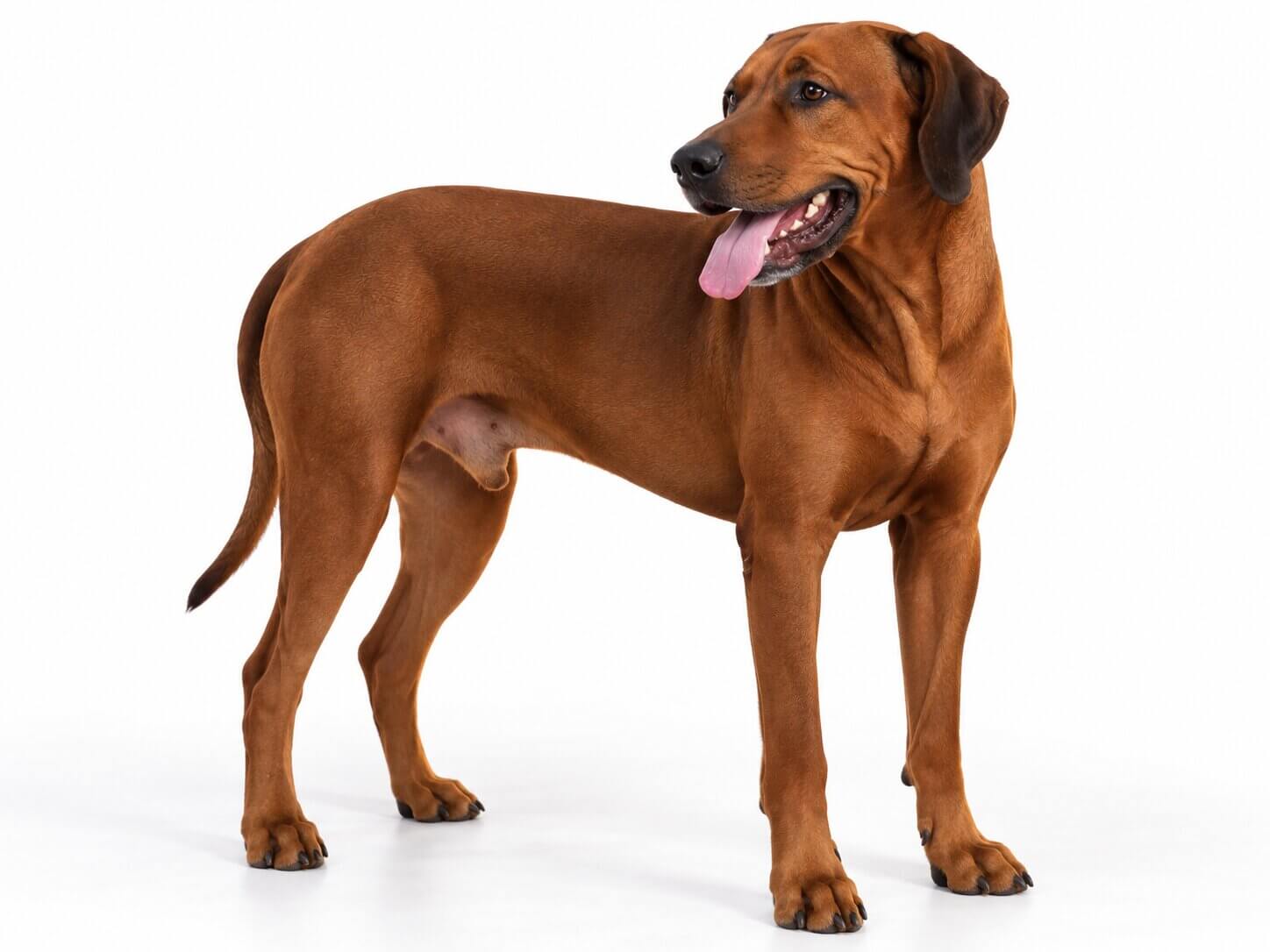 austin-rhodesian-ridgeback-sire Austin Rhodesian Ridgeback Sire