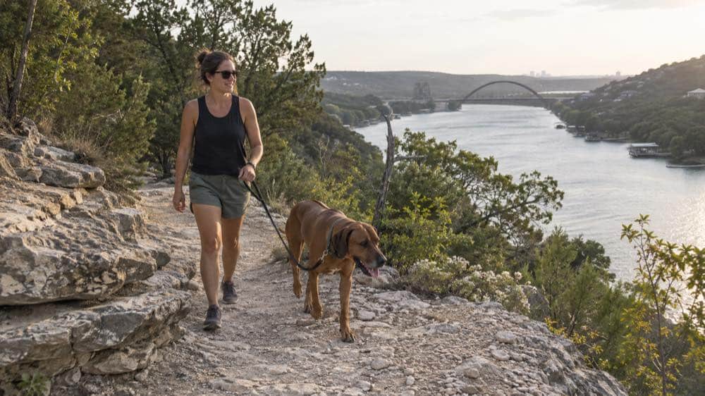 Rhodesian Ridgeback in Austin, Texas