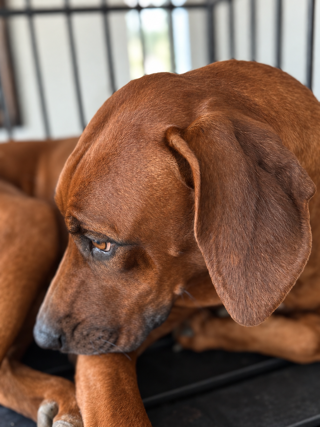 Close-up portrait of Delilah the Rhodesian Ridgeback