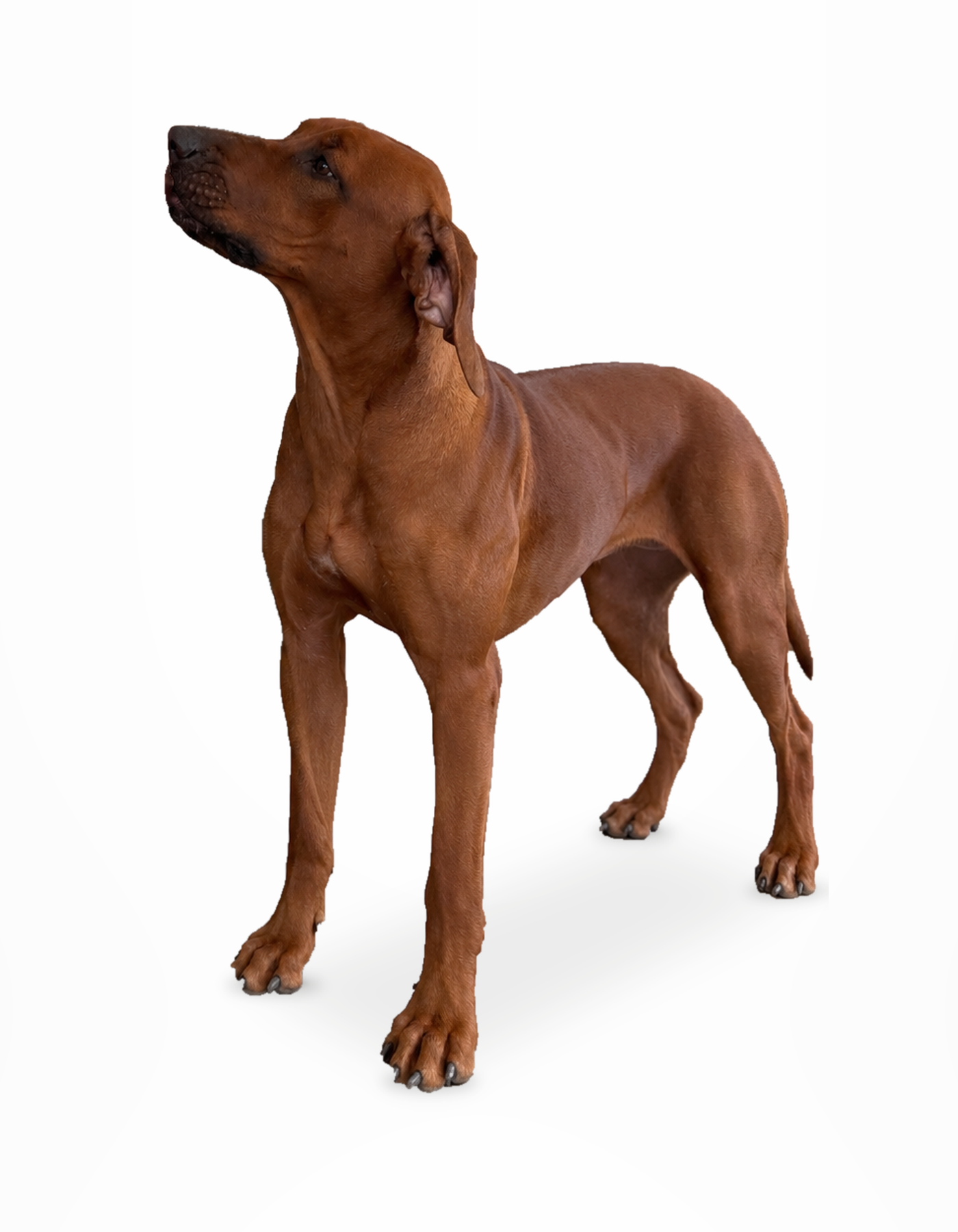 Full-body standing profile of Delilah the Rhodesian Ridgeback