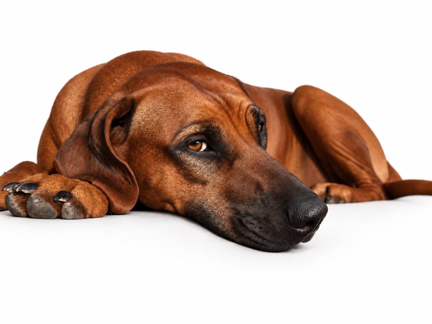 Female Rhodesian Ridgeback Breeder Austin
