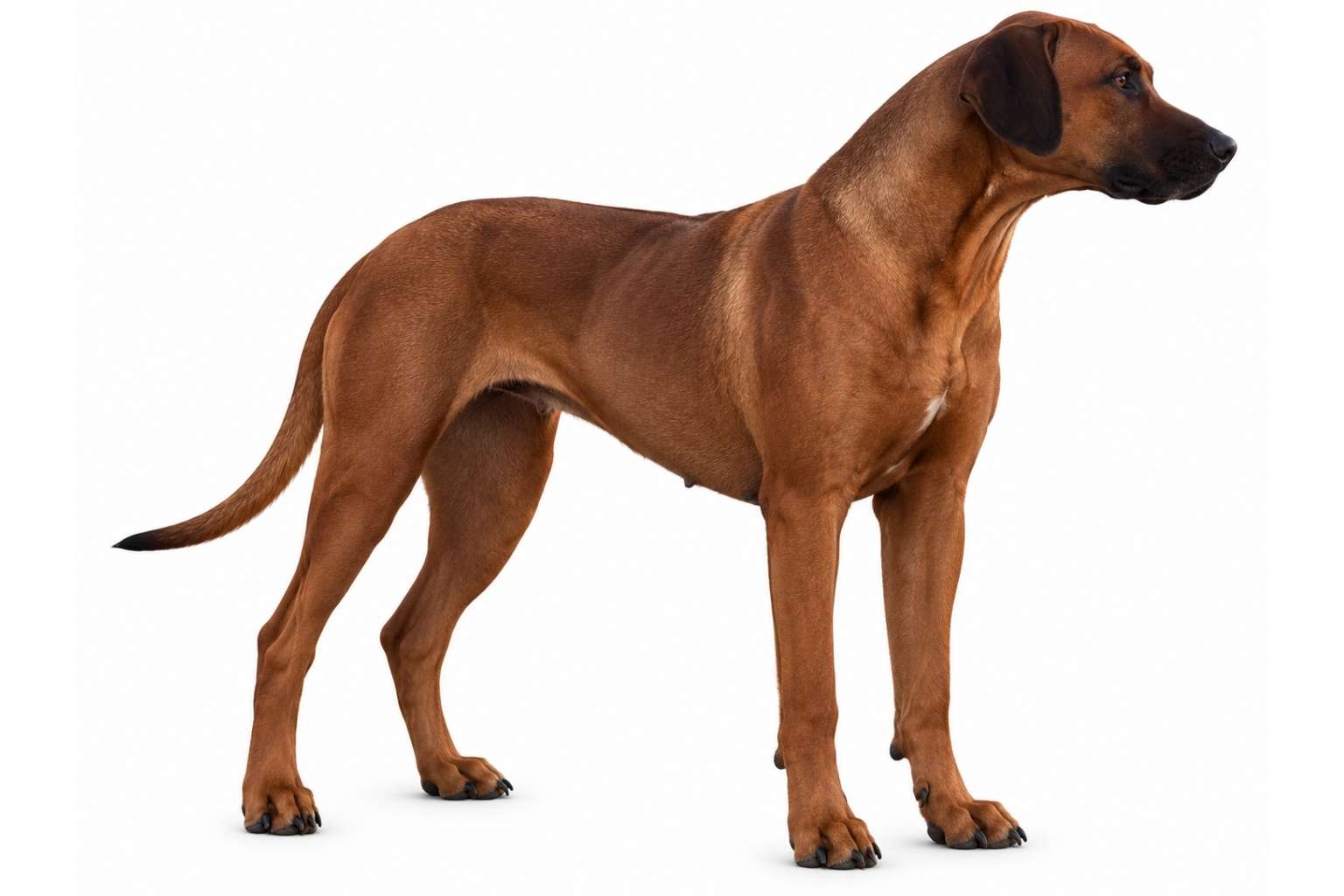 female rhodesian ridgeback texas Female Rhodesian Ridgeback Texas