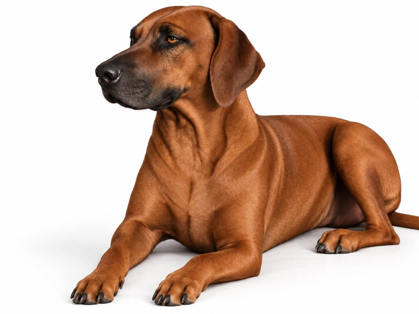 Female Ridgeback Dog Austin Texas