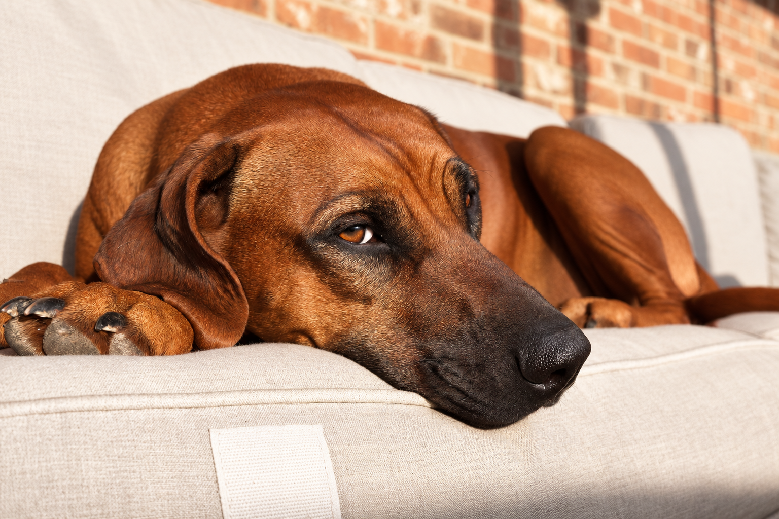 Close-up of Ivy, a female Rhodesian Ridgeback, resting