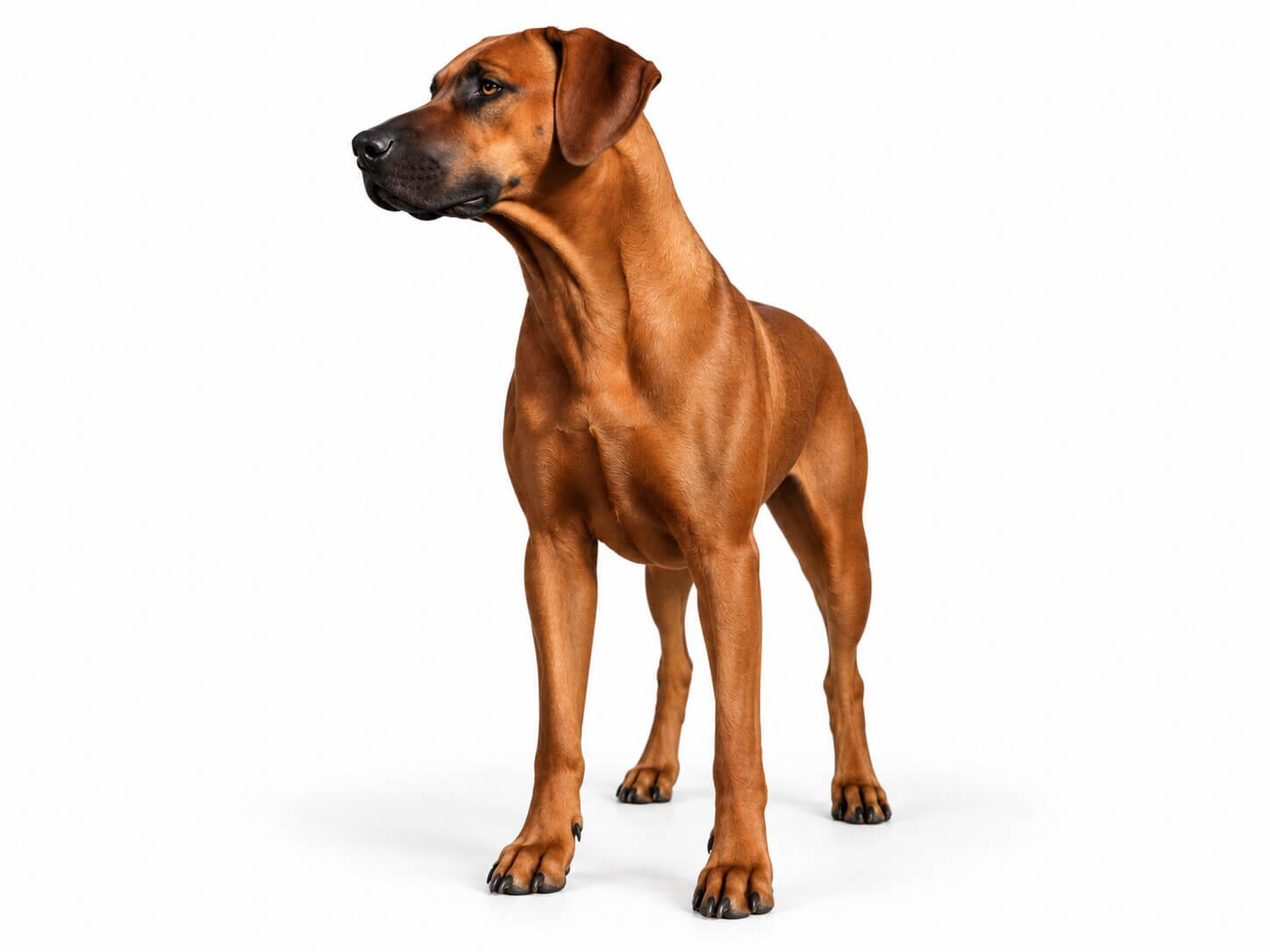 Ivy Rhodesian Ridgeback Austin Texas