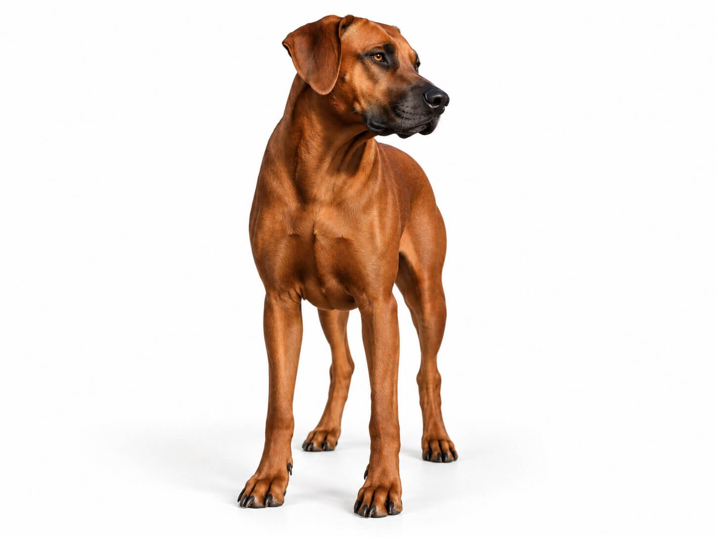 Ivy Rhodesian Ridgeback Texas