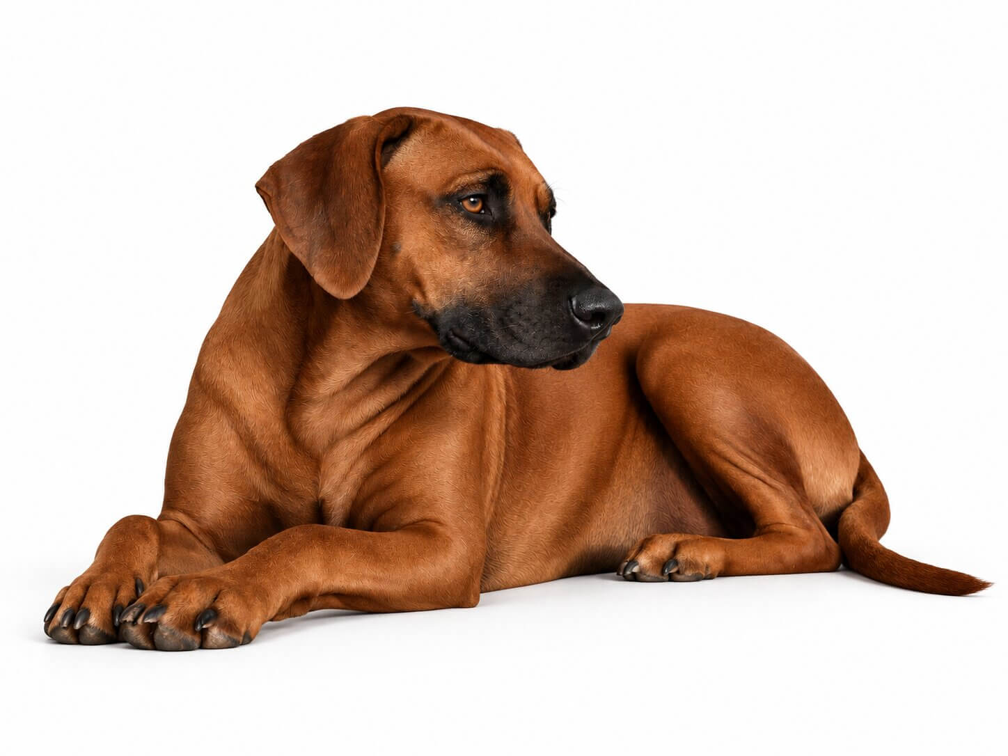 Ivy Texas Rhodesian Ridgeback Dam