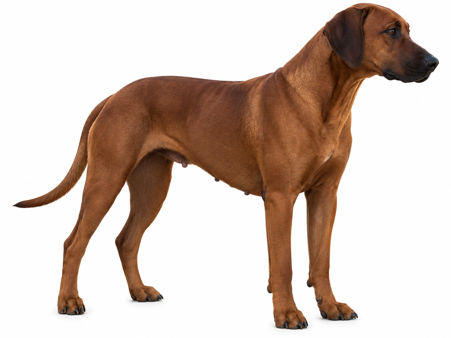 Full-body profile of Josie, a female Rhodesian Ridgeback