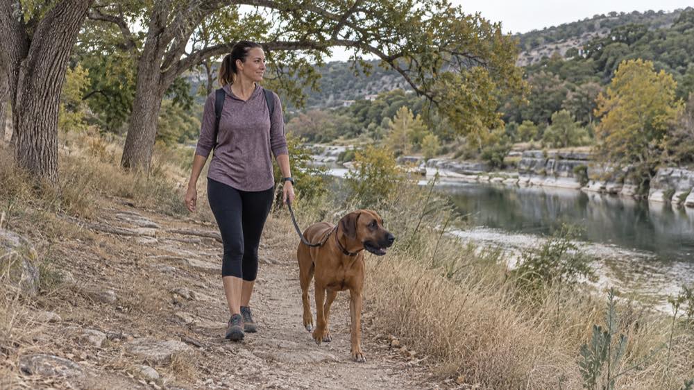 Rhodesian Ridgeback in Kerrville, Texas