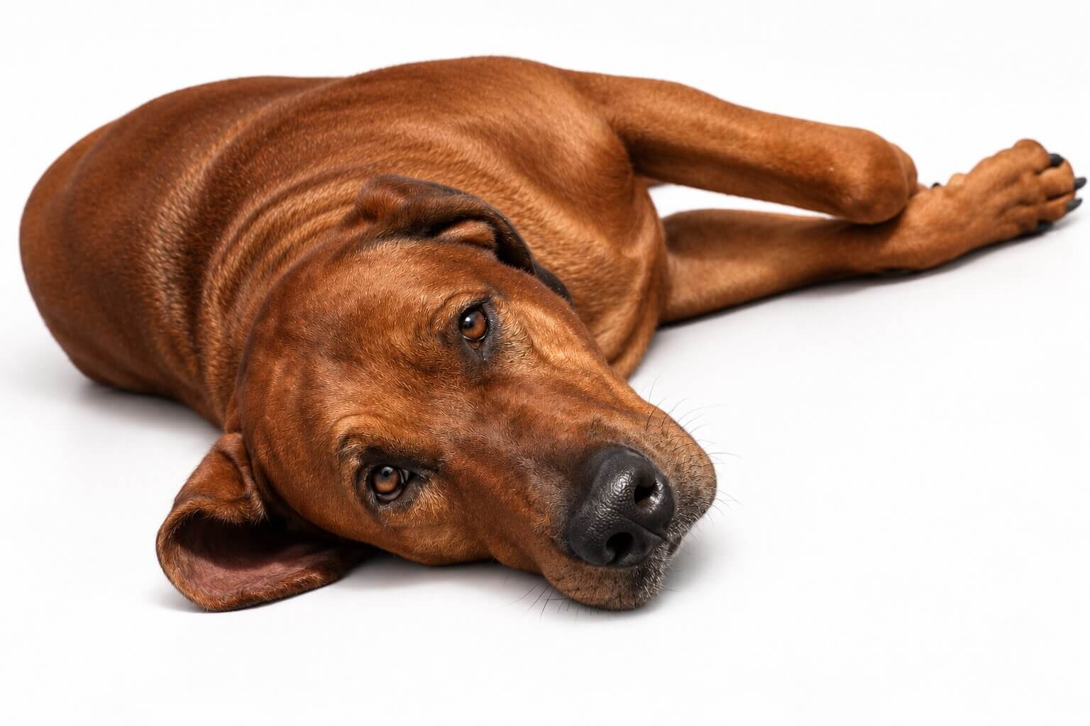 male-rhodesian-ridgeback-breeder-austin Male Rhodesian Ridgeback Breeder Austin