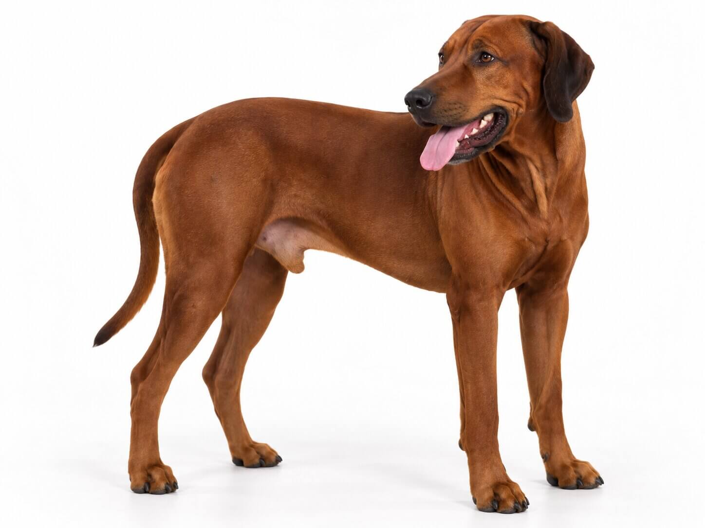 male-ridgeback-dog-austin-texas Male Ridgeback Dog Austin Texas