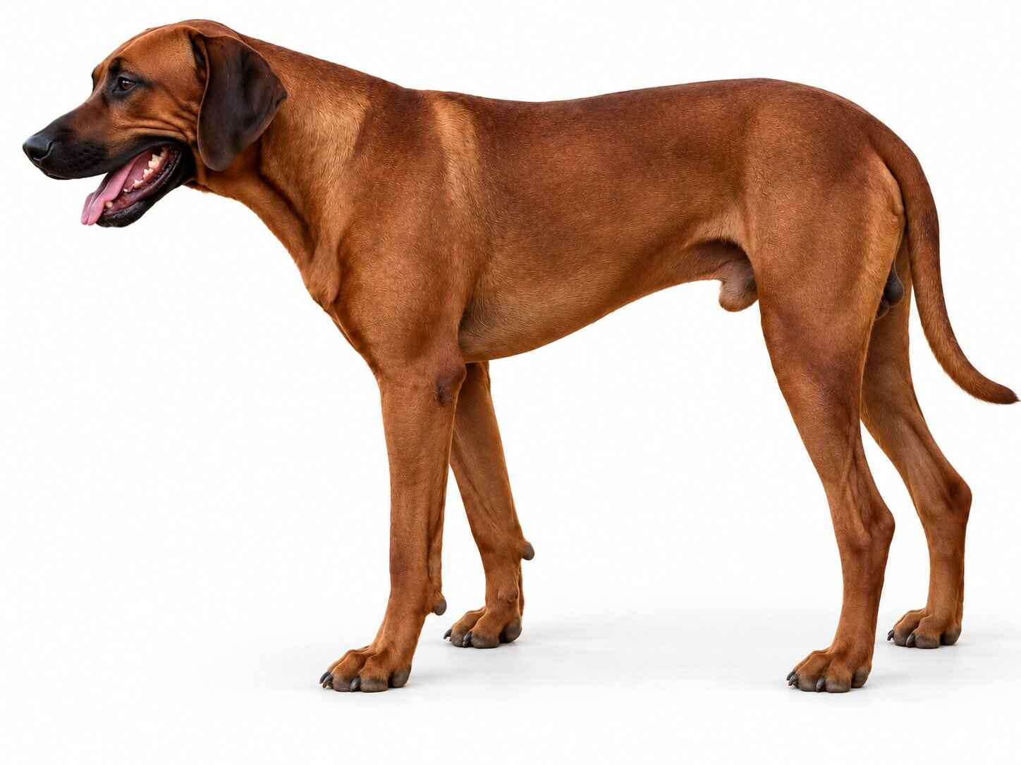 Purebred Male Rhodesian Ridgeback Texas 1