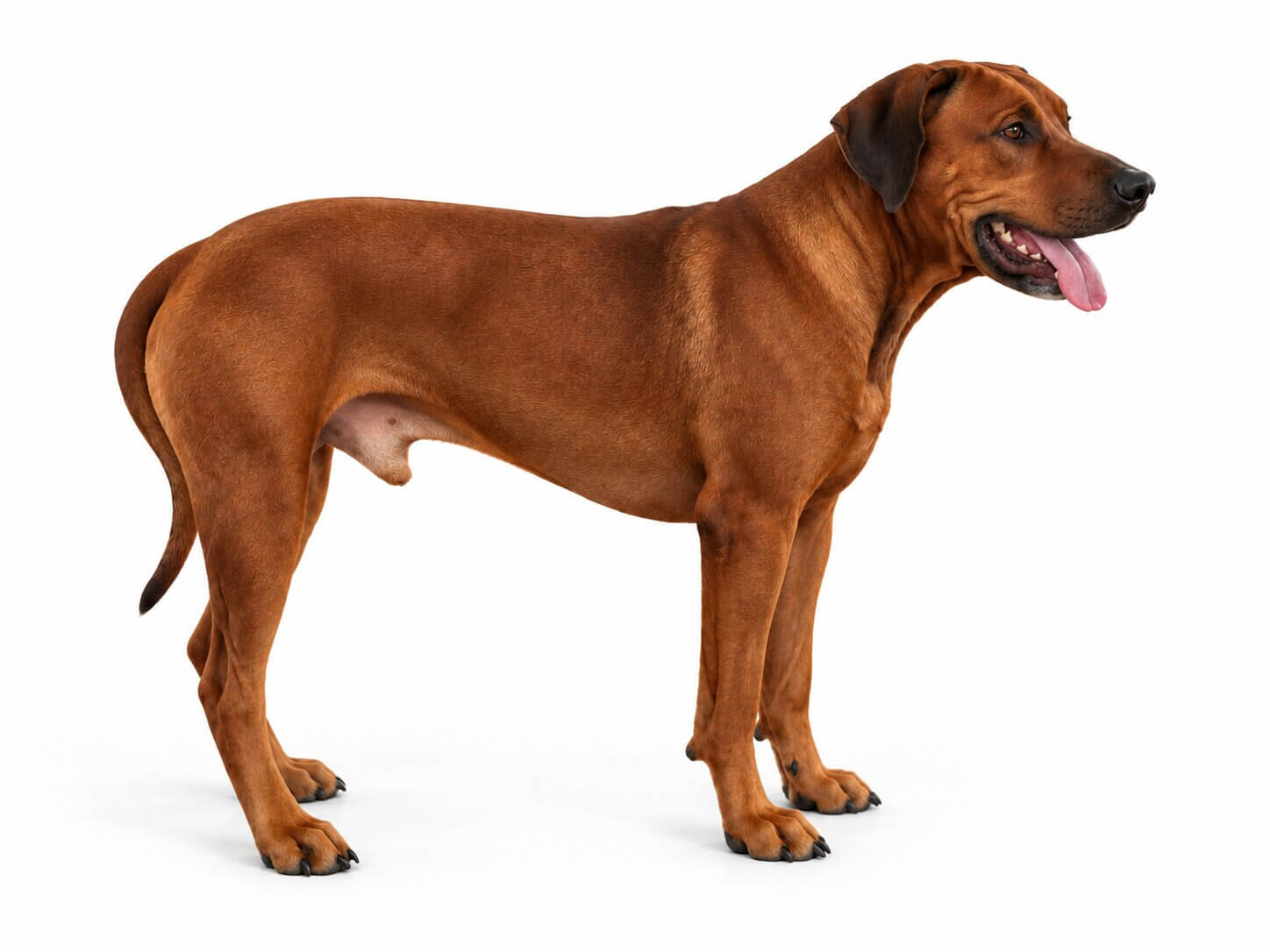purebred-male-rhodesian-ridgeback-texas Purebred Male Rhodesian Ridgeback Texas