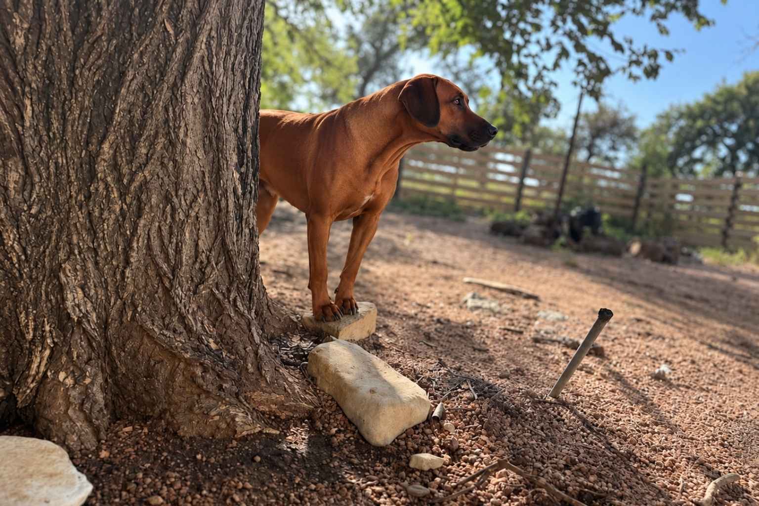 purebred rhodesian ridgeback texas Purebred Rhodesian Ridgeback Texas