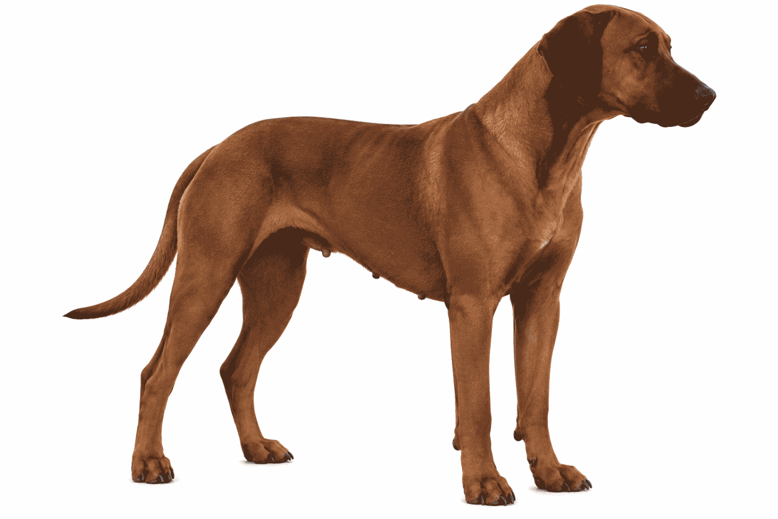 rhodesian ridgeback bloodline Rhodesian Ridgeback Bloodline