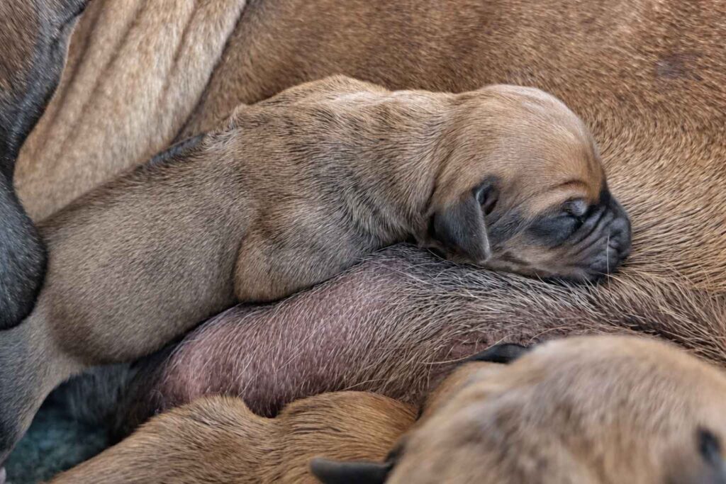 rhodesian-ridgeback-breeder-texas Rhodesian Ridgeback Breeder Texas — Rhodesian Ridgeback Puppies for Sale Available Now 2027