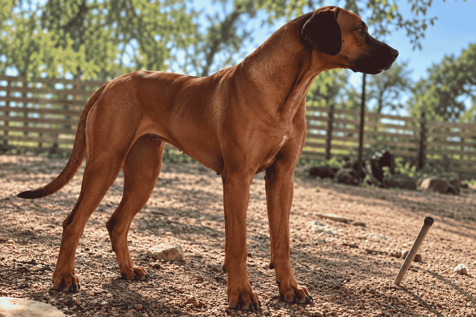 rhodesian ridgeback breeder texas Rhodesian Ridgeback Breeder Texas