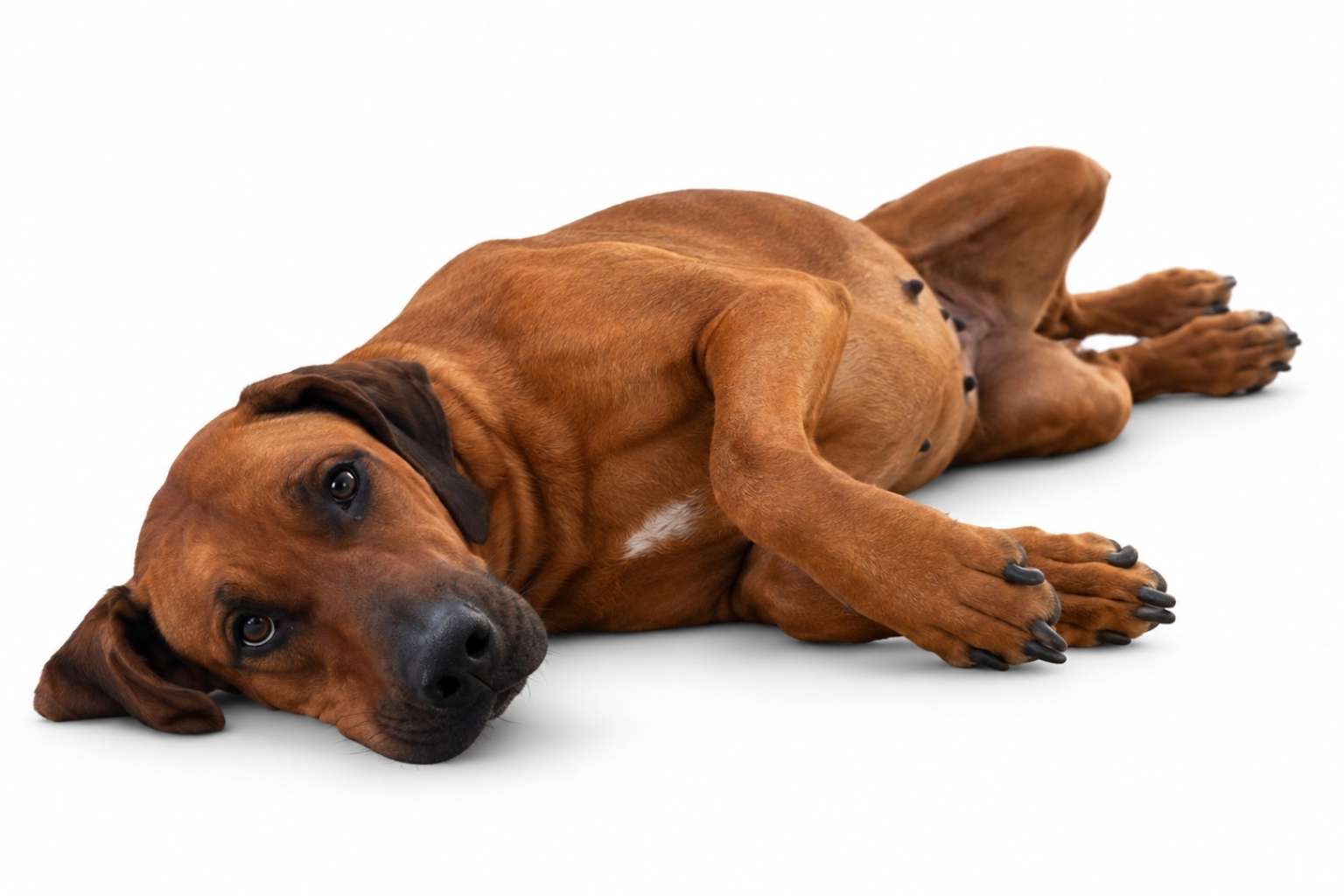 rhodesian ridgeback breeding female Rhodesian Ridgeback Breeding Female