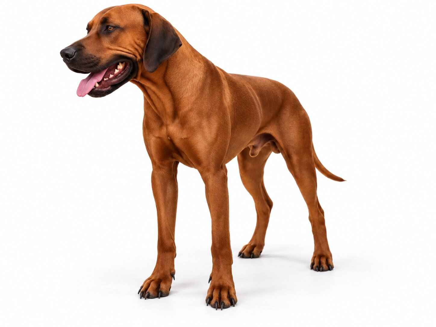 Rhodesian Ridgeback Breeding Sire Texas 1